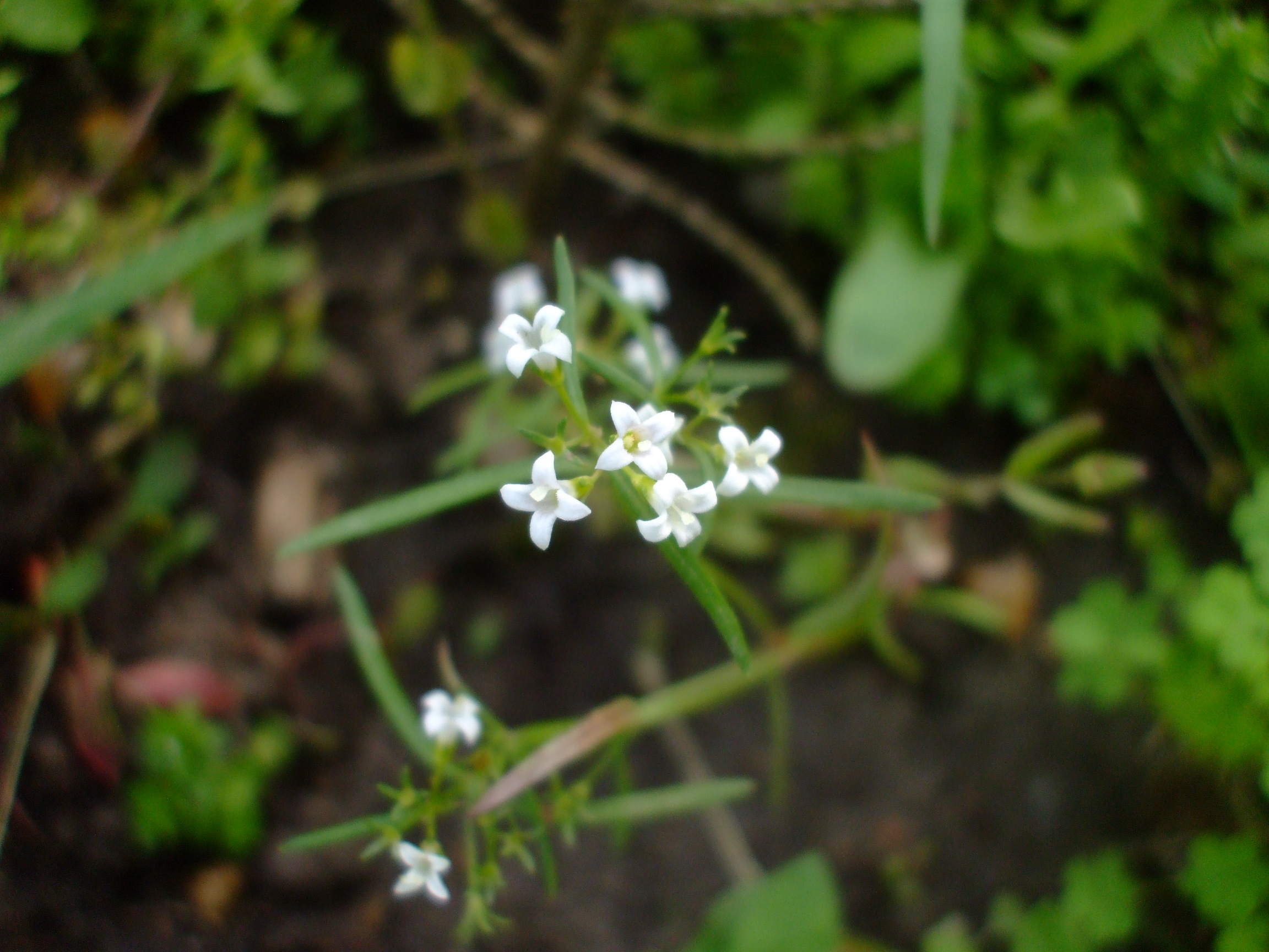 Houstonia longifolia